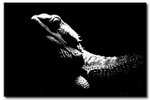 Iguana