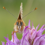 Spotted fritillary (Melitaea didyma)
