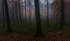 Lost Into The Forest