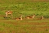 Red Deer hinds - Bradgate Park