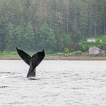 Juneau and Humpbacked Whales-107
