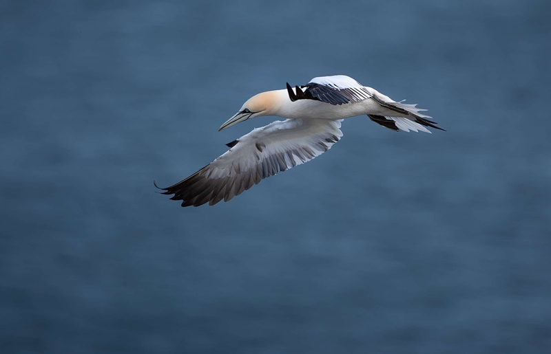 Gannet - Bempton Cliffs