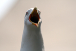 Black headed gull calling out in Bristol city centre_0343