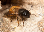 Osmia bicornis (f)
