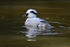 Smew