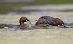 Little Grebe - Tachybaptus ruficollis