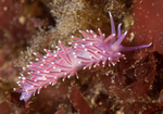 Edmundsella pedata