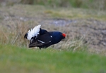 Black Grouse