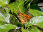 Large Skipper