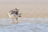 Greater Yellowlegs preening underwing feathers, Fort De Soto, Florida