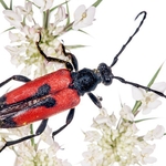 Longicorn Beetles (Stenurella bifasciata)