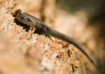 Common Lizard - Lacerta vivipara RPNP0047