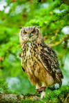 indian eagle owl bubo bengalensis-9865