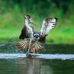 Osprey (Red 8T) takes off with a trout at Rothiemurchus