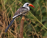 Red Billed Hornbill