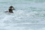 Harlequin Duck (female), frothy water, River Laxa, Iceland
