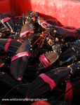 HCF004: Creeled lobsters