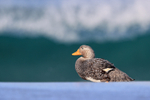 Falkland Flightless Steamerduck (male), Sea Lion Island