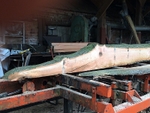 Alligator ash log