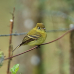 Yellowish Flycatcher perched on wire, Costa Rica
