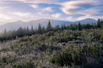 First Frost