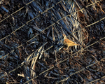 House Sparrow portfolio