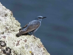 Blue Rock Thrush