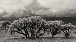 Chollas and Storm clouds