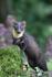 Pine Marten