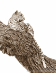 Sepia leopard on branch