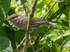 Eurasian Blackcap