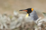 King Penguin head above sea cabbage, Saunders Island, Falklands