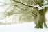 Winter Beeches