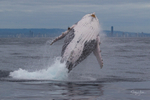 0A3A7081. Breach in Glassy Water 19