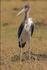 Marabou Stork