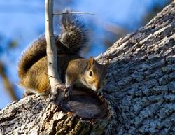 AnimalsCreatures _0035