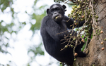 Kibale national park