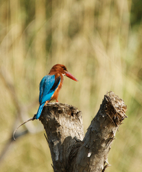 Kingfisher at Ranthambore