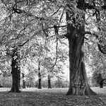 Trees of character portfolio