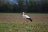 White Stork