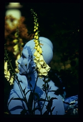 Garden in Mind portfolio