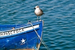 Bird on Bow