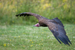 Hooded Vulture