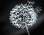 Dandelion Black stack 3-Edit