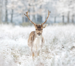 Fallow Deer - Dama dama