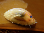 Patella pellucida