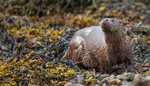 OTTER, ISLE OF MULL, SCOTLAND