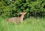 Reeve's Muntjac