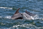 Bottlenose Dolphins - Tursiops truncatus