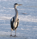 Grey Heron